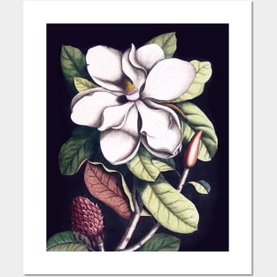 Magnolia flower Posters and Art